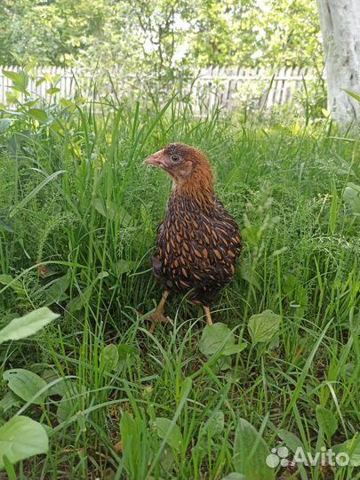 Цыплята Виандот