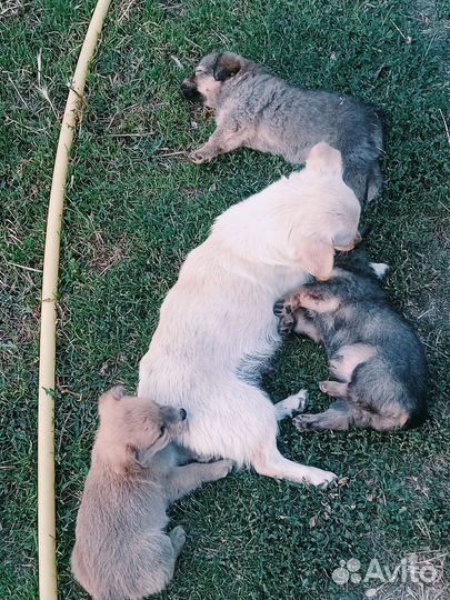 Собака в добрые руки отдам бесплатно