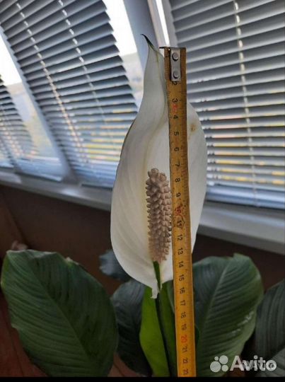 Спатифиллум крупный сорт