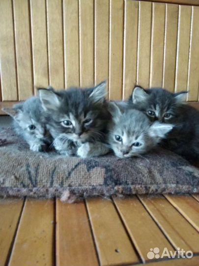 Котята в добрые руки бесплатно