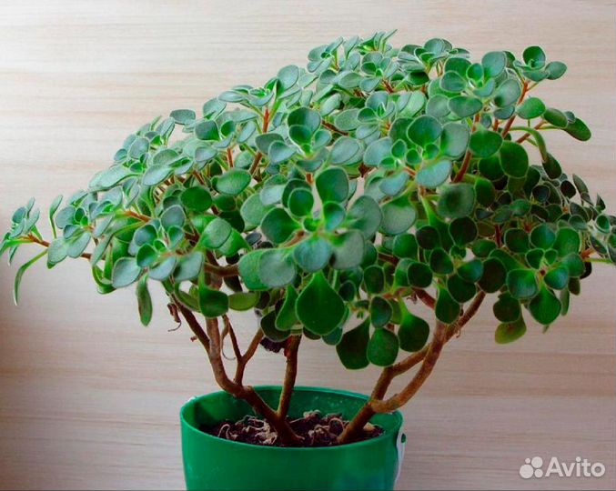 Аихризон - дерево любви