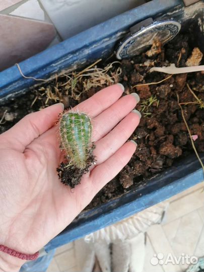 Кактус цветущий