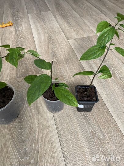 Клеродендрум