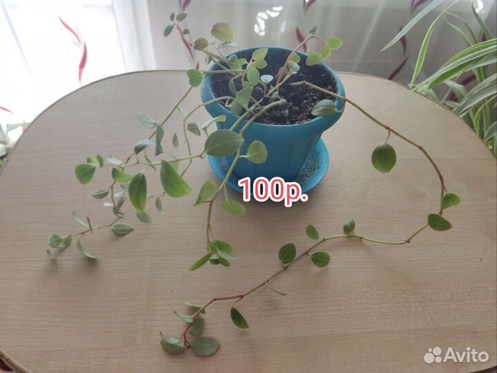 Пеперомия и финик