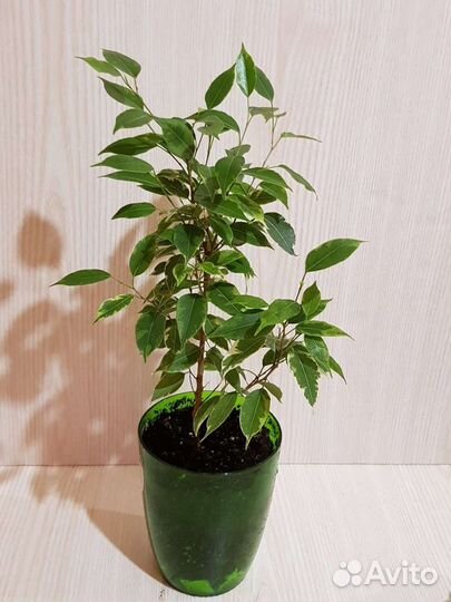Фикус бенджамина