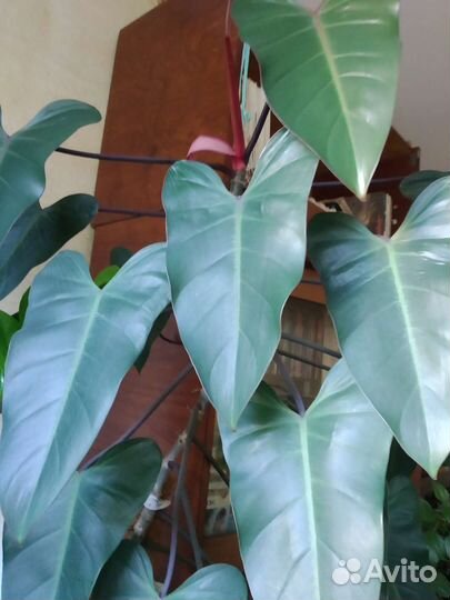 Филодендрон краснеющий