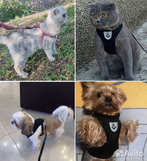 Новые шлейки для животных