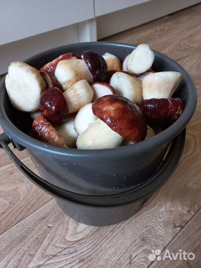 Белые грибы