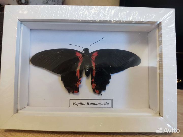 Бабочки в рамке