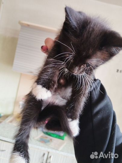 Отдам котят в добрые руки