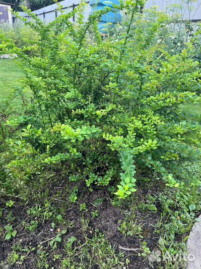 Кусты барбариса тунберга Бронь