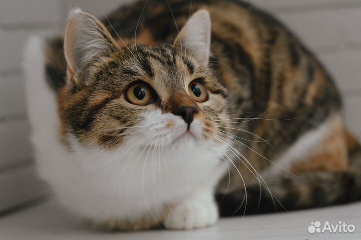 Котенок Рыся в добрые руки