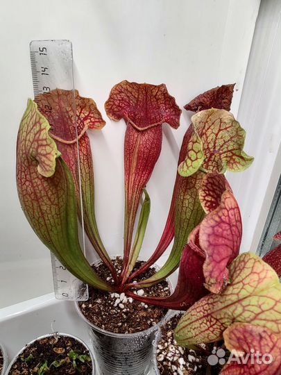 Саррацения, Sarracenia Maroon, хищное растение