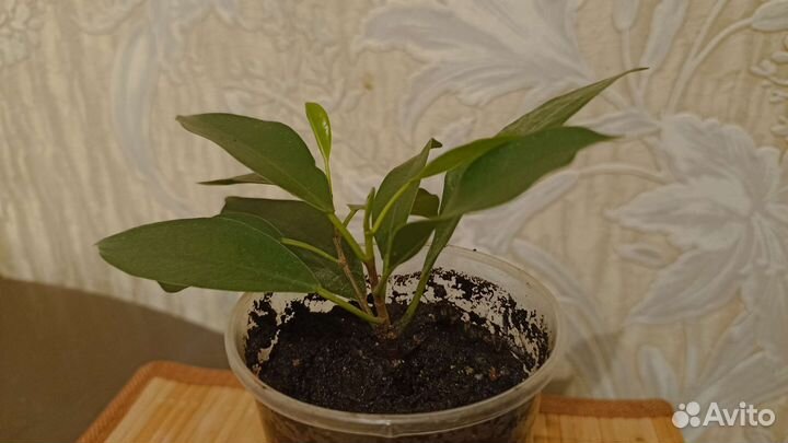 Фикус микрокарпа гинсенг