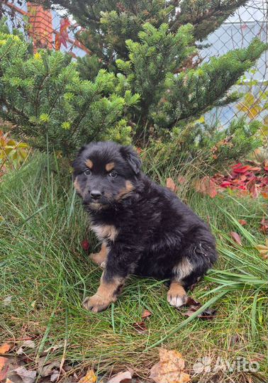 Три девчеки