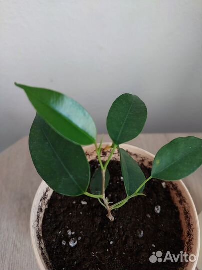 Фикус бенджамина отросток укорененный