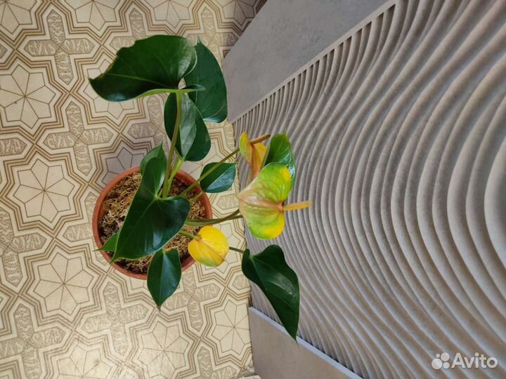 Сортовые антуриумы