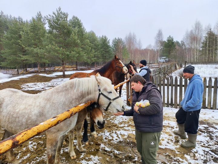 Отдых в лесу на селекше
