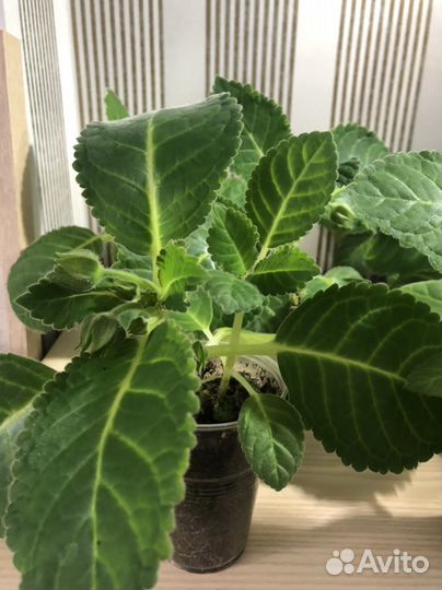 Глоксиния импресс Красные Чернила