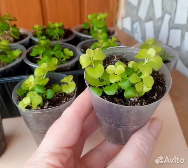 Лизимахия или вербейник монетчатый, коллизия розов