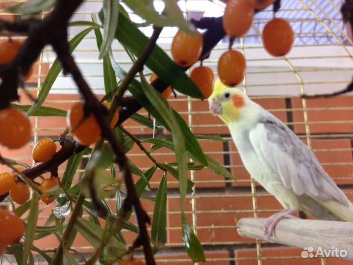 Попугай корелла cамец в пару к самке