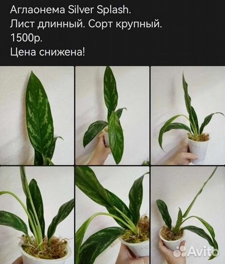 Диффенбахия