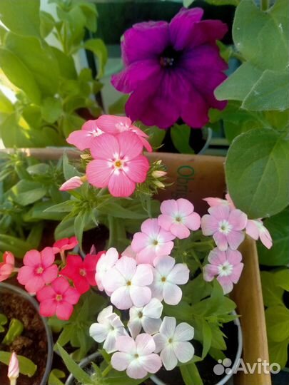 Петуния и флоксы для клумб и балкона