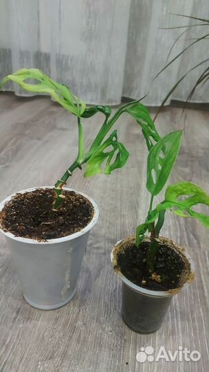 Комнатные растения цветы