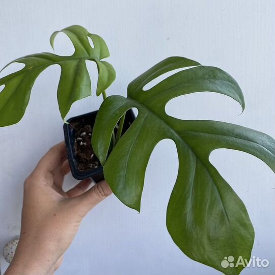 Монстера манки маск, рафидофора, филодендрон