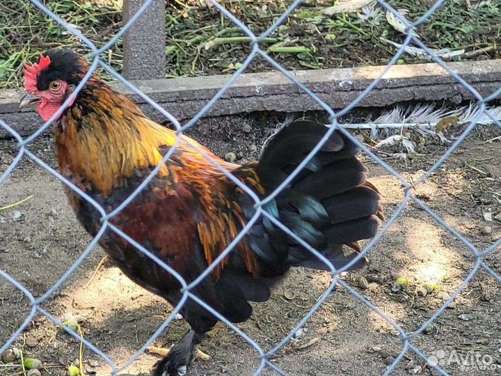 Петушки породы бентамка 4 мес на племя