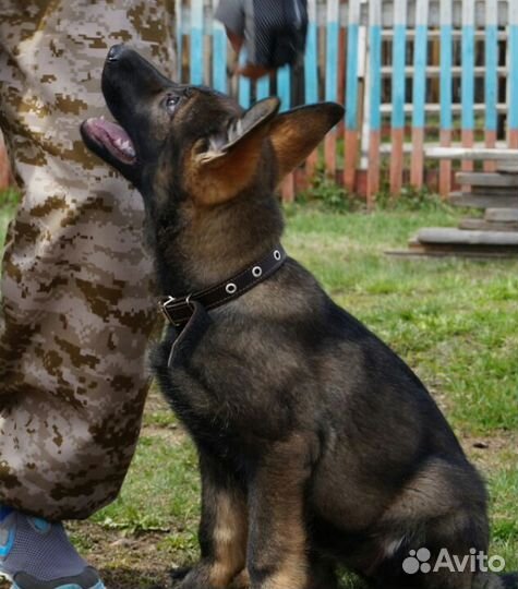 Дрессировка собак. Специалист-кинолог