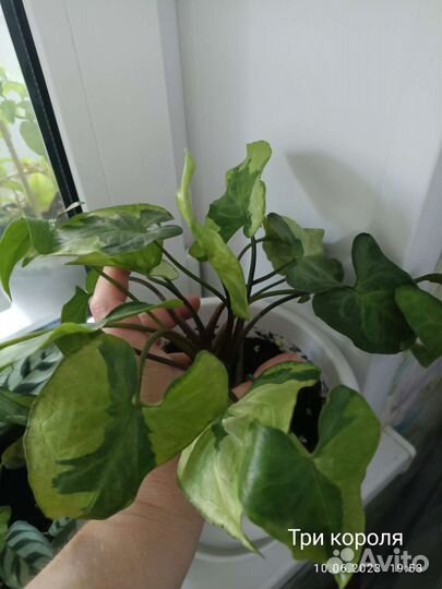 Сингониум на срез