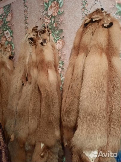 Шкура лисы, в наличии несколько шкур
