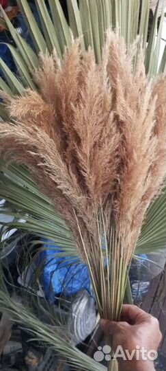 Пампасная трава
