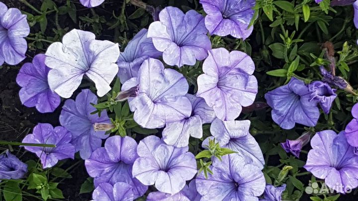 Рассада Петуний