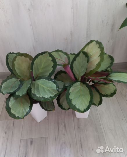 Калатея Корона