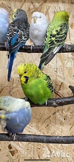 Попугай какарик