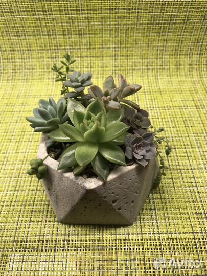 Садик из суккулентов