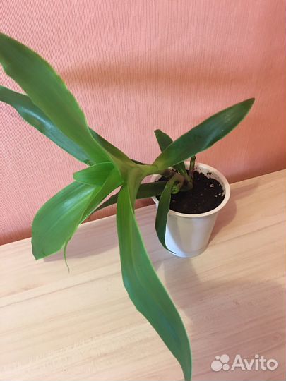 Растение комнатное Золотой ус