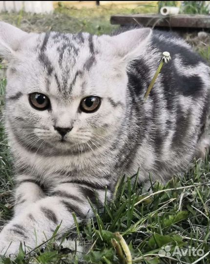 Британский кот на вязку