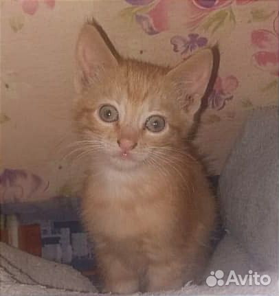Лучик солнышка ищет дом