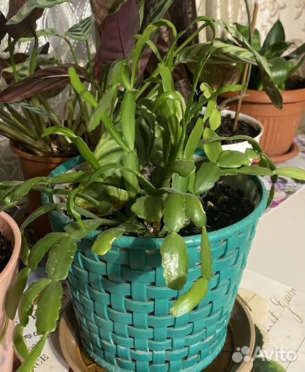 Цветок декабрист