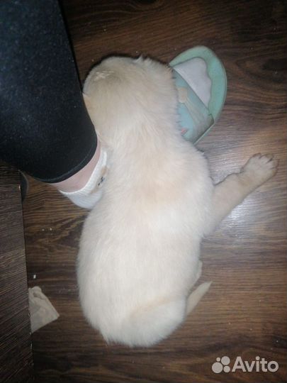 Собака щенок девочка