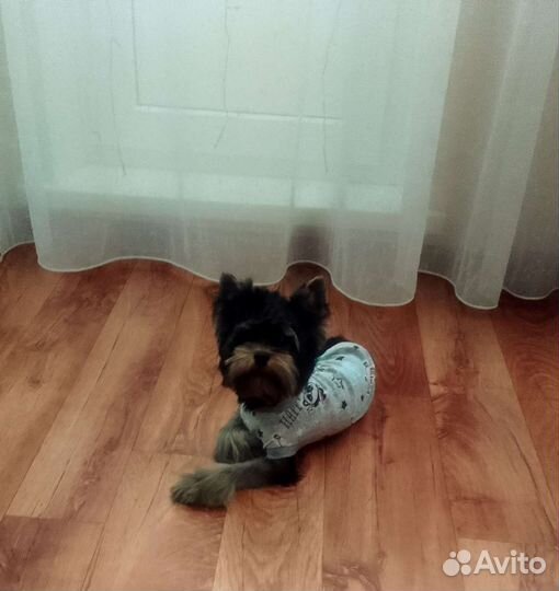 Йоркширский терьер мини вязка