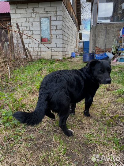 Собака девочка