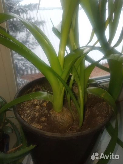 Индийский лук