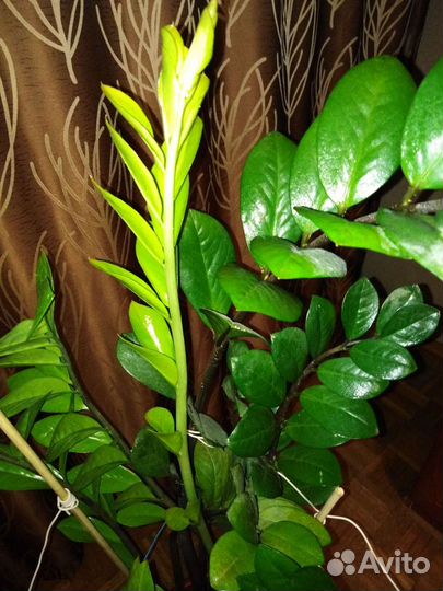 Замиокулькас долларовое дерево