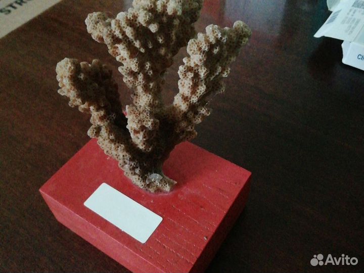 Египетский натуральный коралл