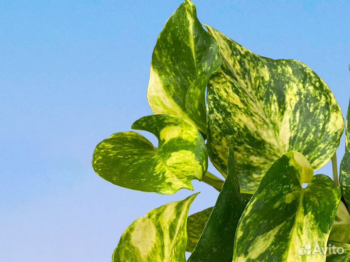 Сциндапсус Хиколор 12/20