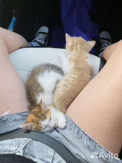 Котята в добрые руки даром